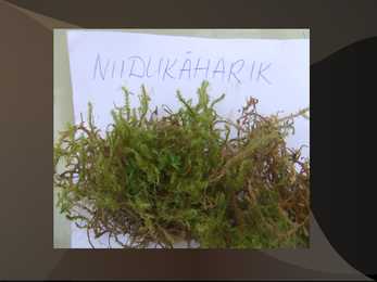 Samblad ja samblikud #11