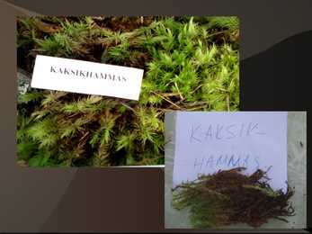 Samblad ja samblikud #14