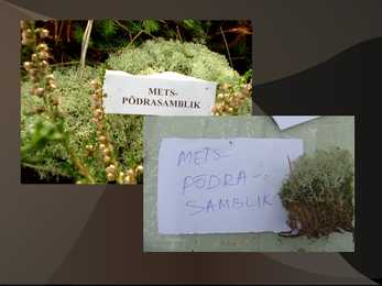 Samblad ja samblikud #20