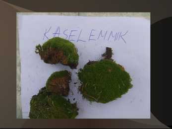 Samblad ja samblikud #3
