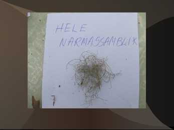 Samblad ja samblikud #26