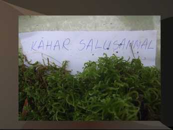 Samblad ja samblikud #7