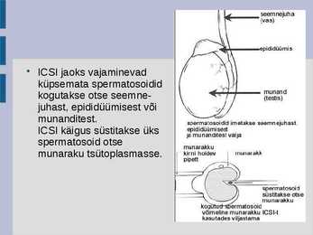 Kunstlik viljastamine ja embrüosiirdamine #9