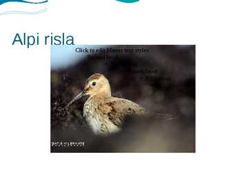 Rannaniit #7