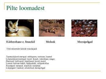 Kõrbed-powerpoint #6