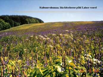 Kultuurrohumaa #2