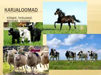 Kultuurrohumaa #13
