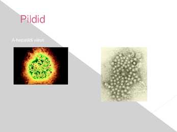 Hepatiidi liigid #13
