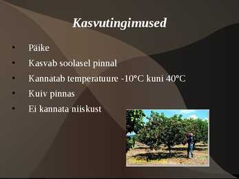 Pistaatsia #4