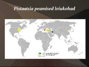 Pistaatsia #5