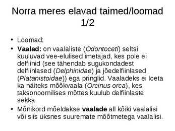 Norra meri #6