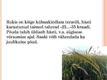 Agrotehniliste ja klimaatiliste tegurite mõju rukkijahu küpsetusomadustele #11