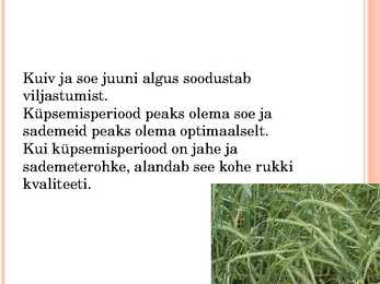 Agrotehniliste ja klimaatiliste tegurite mõju rukkijahu küpsetusomadustele #16