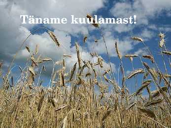 Agrotehniliste ja klimaatiliste tegurite mõju rukkijahu küpsetusomadustele #27