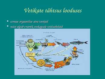 Vetikate tähtsus looduses ja inimeste elus #2