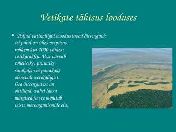 Vetikate tähtsus looduses ja inimeste elus #4
