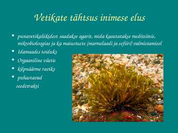 Vetikate tähtsus looduses ja inimeste elus #5