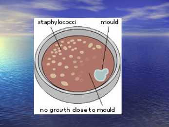 Antibiootikumid #13
