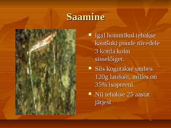 Kautšukipii mahl #6