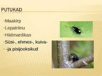 Teraviljapõld mahekasutus ja viljavaheldus #3