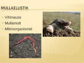 Teraviljapõld mahekasutus ja viljavaheldus #5