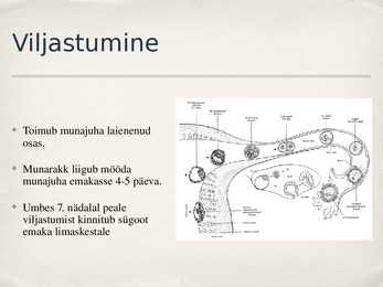 Viljastumine #5