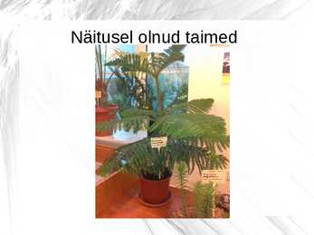 Maailmalõpu taimed #14