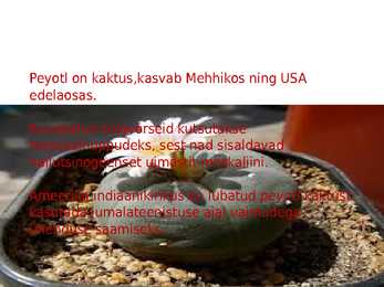 Hallutsinogeenid #6
