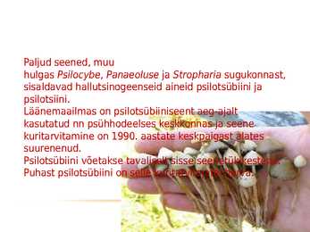 Hallutsinogeenid #7