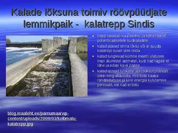 Kalarajatised jõgedel 2 #16
