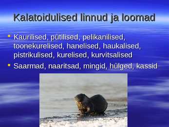 Kalad teiste toidulaual #8