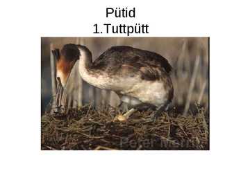 Luua linnud #2