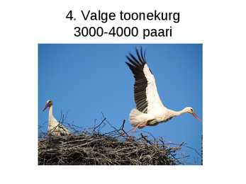 Luua linnud #13