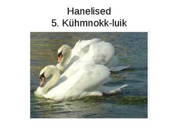 Luua linnud #15