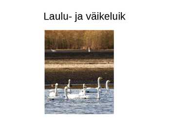 Luua linnud #16
