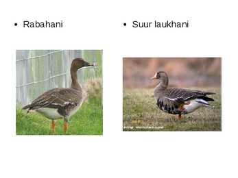Luua linnud #18