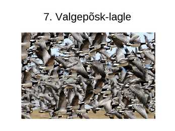 Luua linnud #19