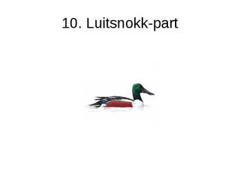 Luua linnud #22