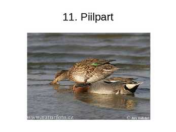 Luua linnud #23