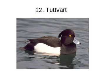 Luua linnud #24