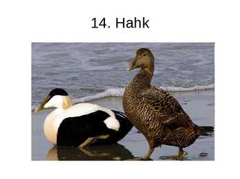 Luua linnud #26