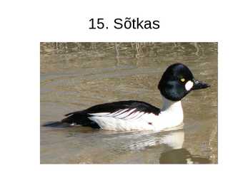 Luua linnud #27