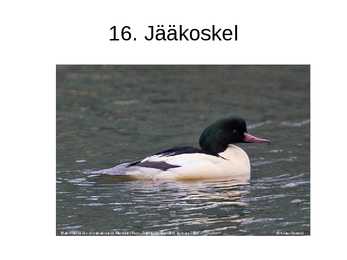 Luua linnud #28