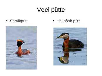 Luua linnud #6