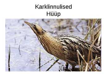 Luua linnud #10