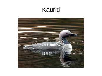 Luua linnud