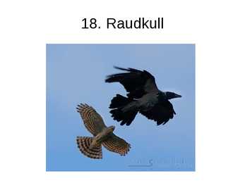 Eesti linnud pildimaterjal #11