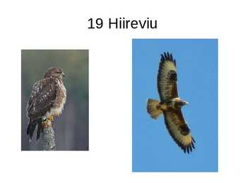 Eesti linnud pildimaterjal #13