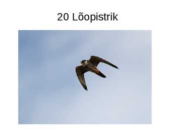 Eesti linnud pildimaterjal #14