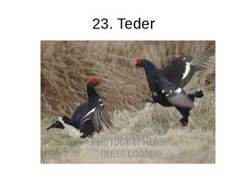 Eesti linnud pildimaterjal #18